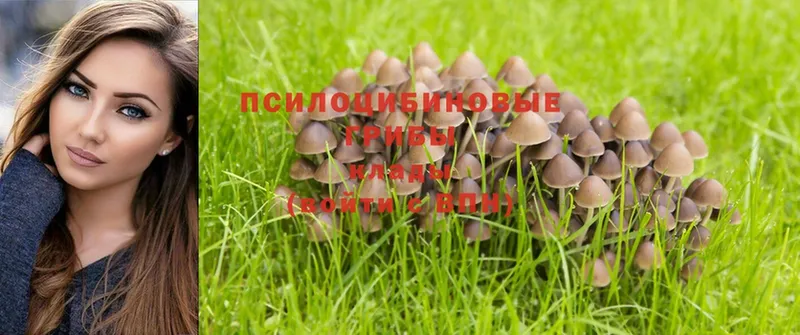 Галлюциногенные грибы Psilocybe  Москва 